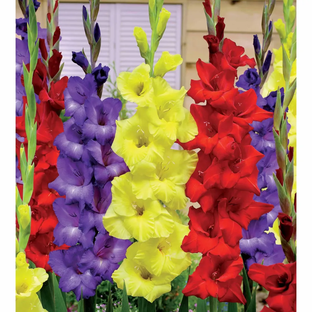 30 Glaïeuls assortis en mélange Gladiolus