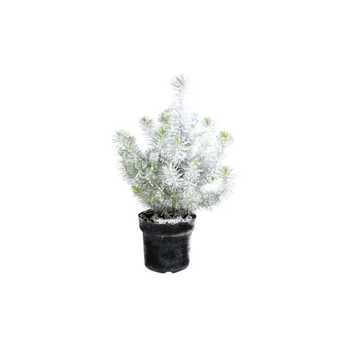 Pin floqué - Le pot de 1 litre