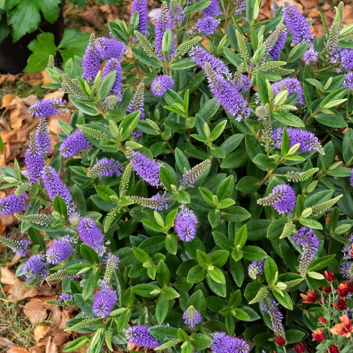 Véronique addenda Hebe speciosa 'addenda'