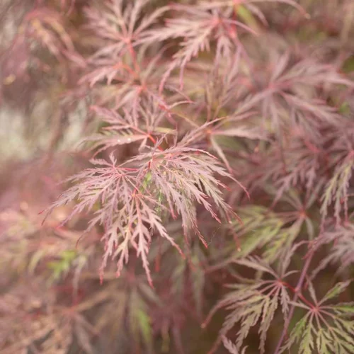 Érable du Japon Dissectum Inaba Shidare rouge. Le pot de 10 litres