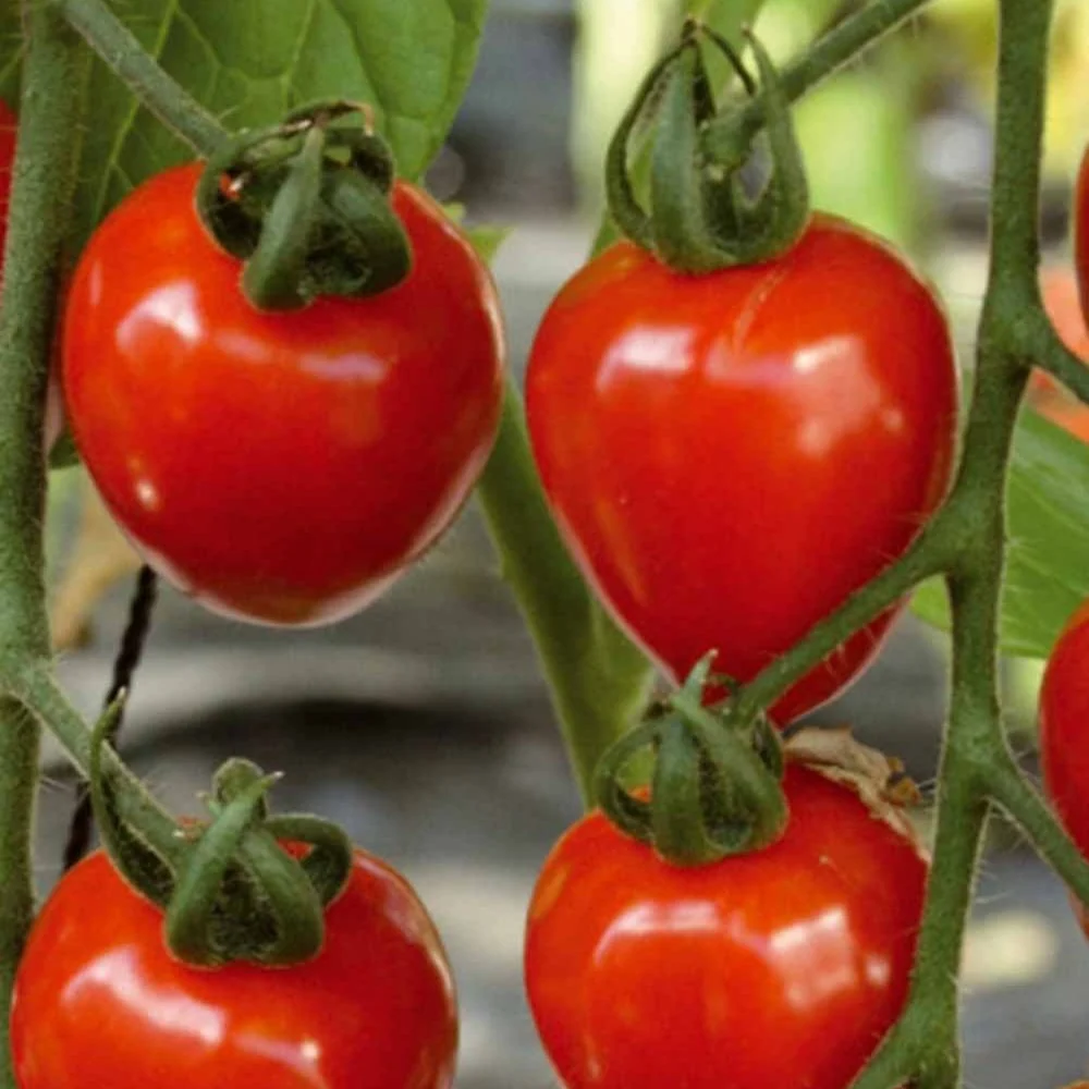 Tomate-cerise Gardenberry F1 Lycopersicon lycopersicum gardenberry f1
