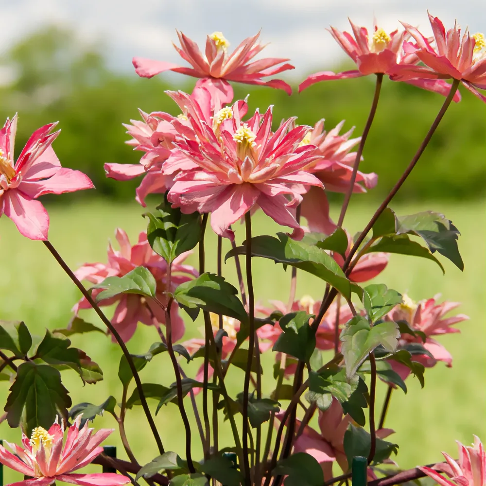 Clématite Broughton Star Clematis montana Broughton star
