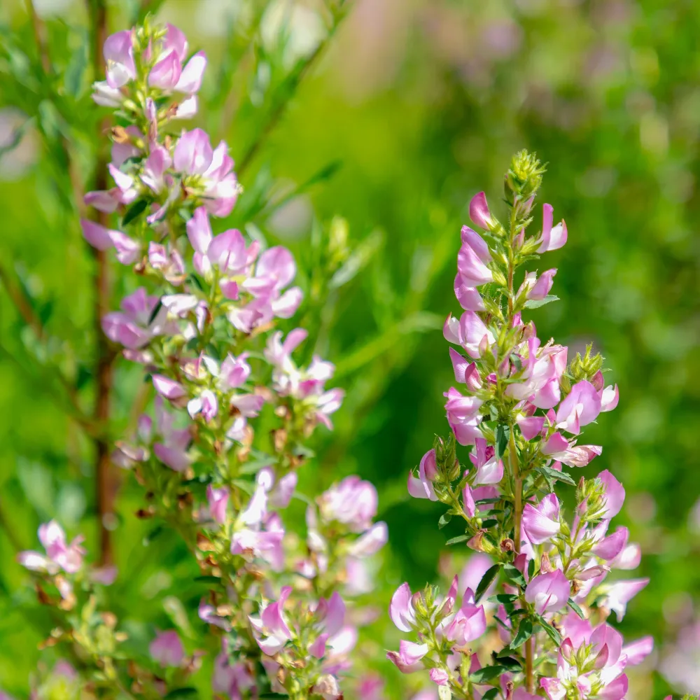 Bugrane épineuse Ononis spinosa