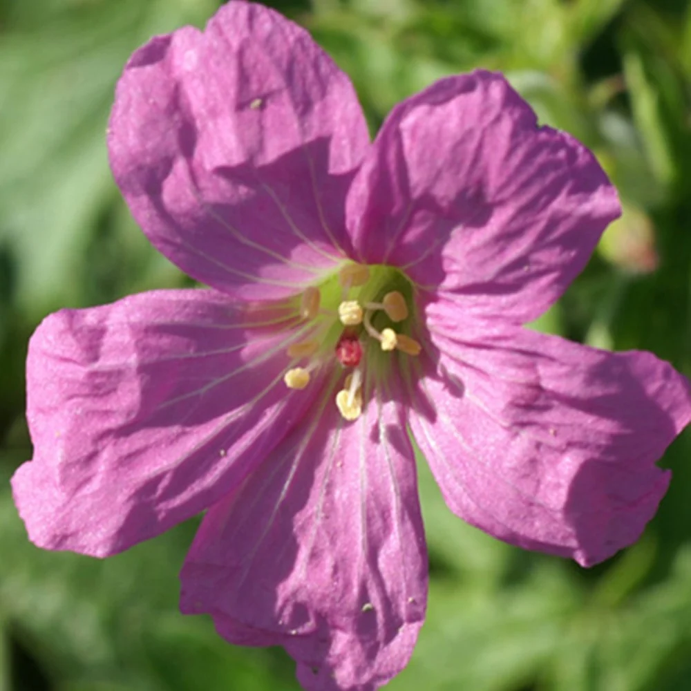 Géranium vivace Rosenlicht Geranium oxonianum rosenlicht