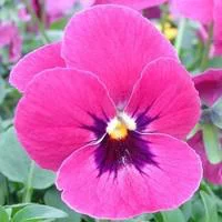 Pensée à grandes fleurs - La coupe de 25 cm