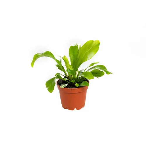 Asplénium Crispy Wave ou Fougère Nid d’oiseau pot Ø6 cm