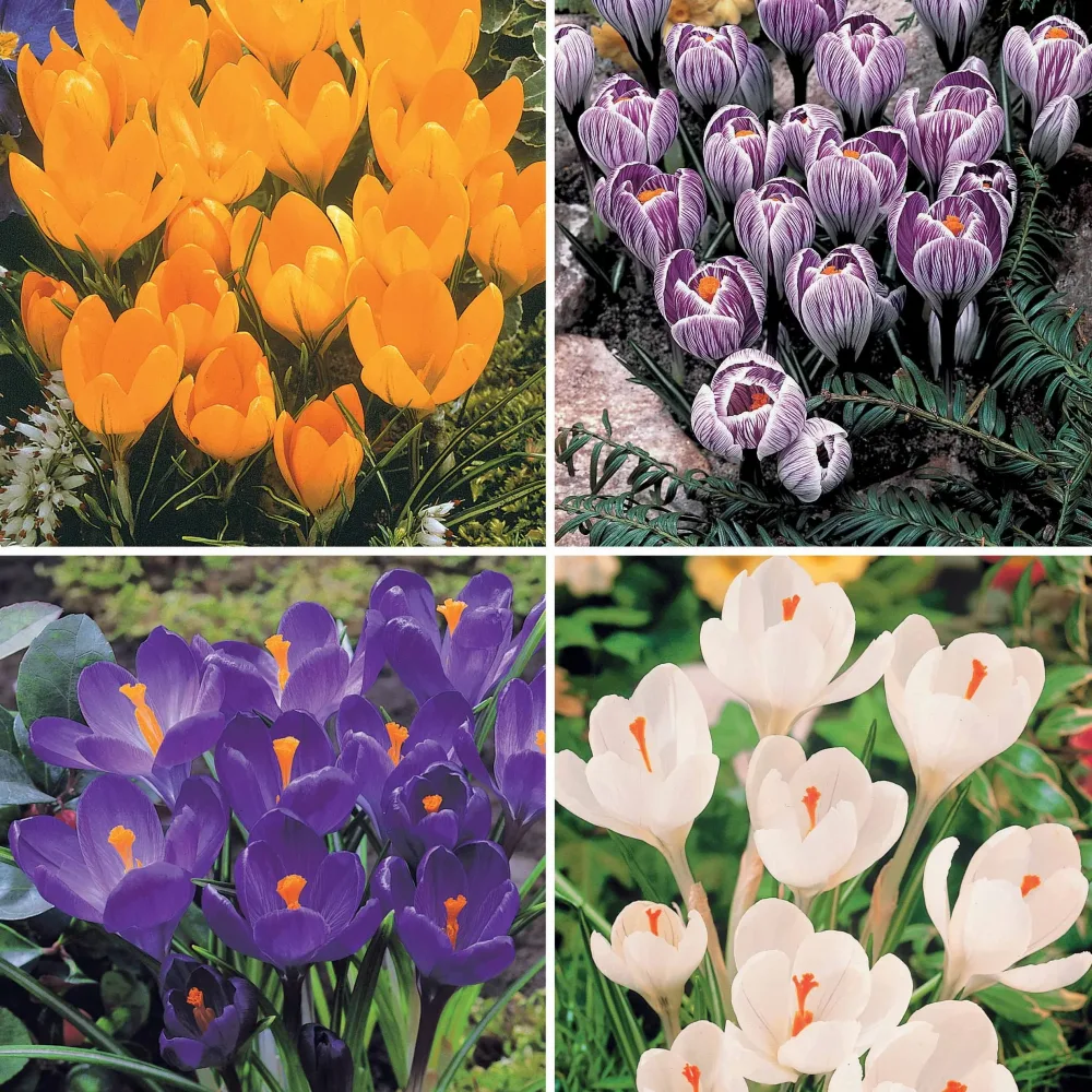 60 Crocus blanc violet, jaune, blanc, violet en mélange Crocus 'yellow mammouth', 'flower record', 'jeanne