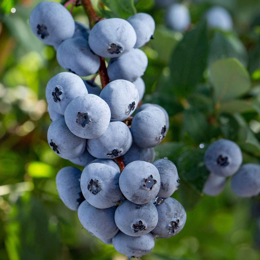 Myrtillier Brigitta Blue Vaccinium corymbosum Brigitta Blue