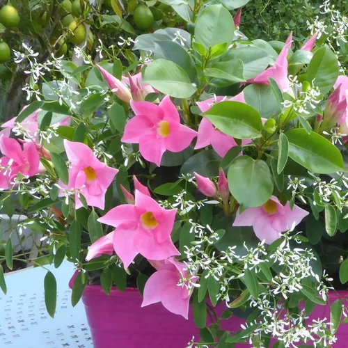 Dipladenia + Summer Snow - La jardinière