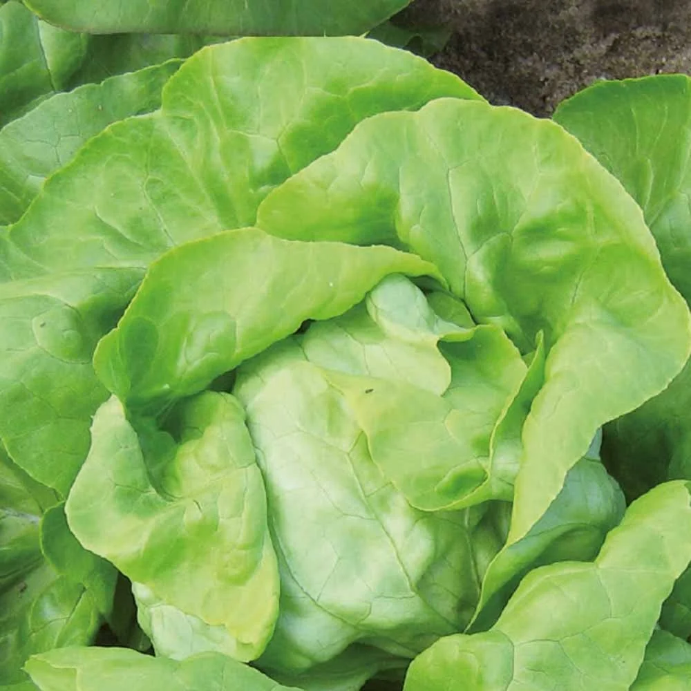 Laitue pommée Matilda Bio Lactuca sativa Matilda
