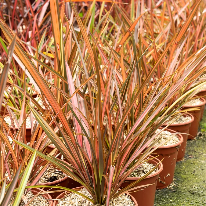 Phormium Flamingo - Lin de Nouvelle-Zélande Phormium tenax Flamingo