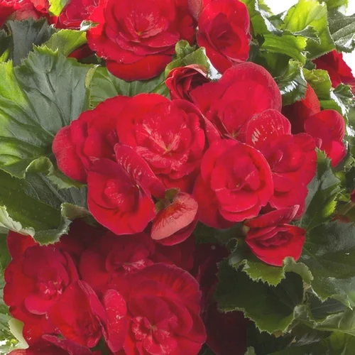 Begonia Solenias. Le pot de 4,5 litres