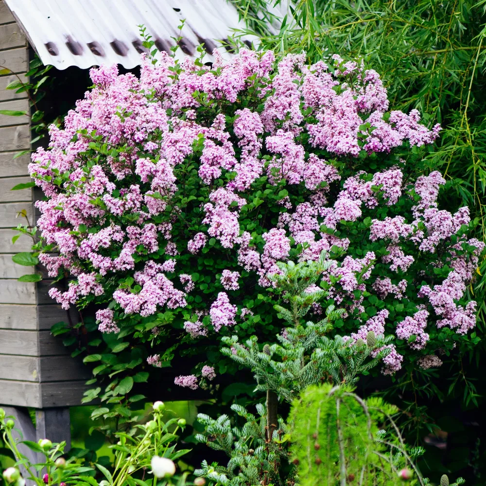 Lilas Palibin sur tige Syringa meyeri palibin