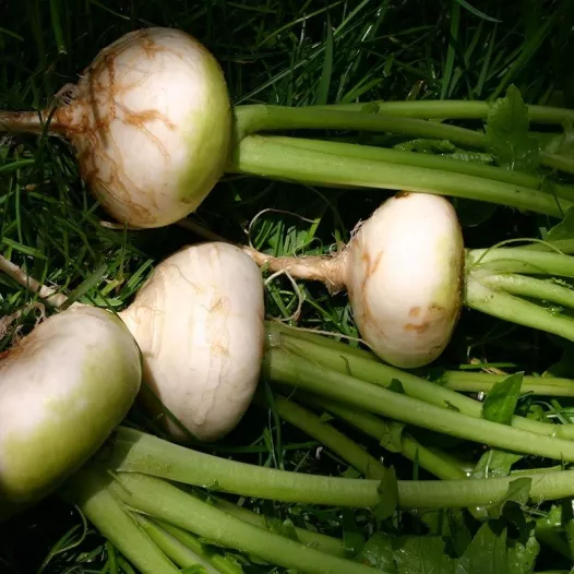 Bio zaden van Raap vroege "Platte Witte Mei"