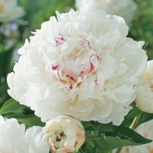 Pivoine Festiva Maxima - Le pot de 2 litres