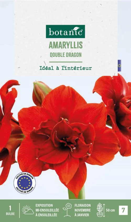 Amaryllis intérieur Double Dragon botanic® - 1 bulbe