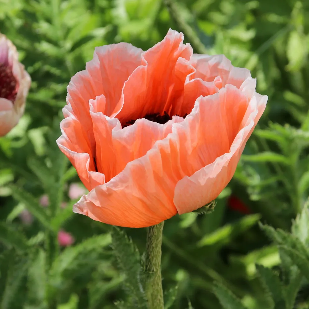 Pavot d Orient Picotee Papaver orientale 'picotee'