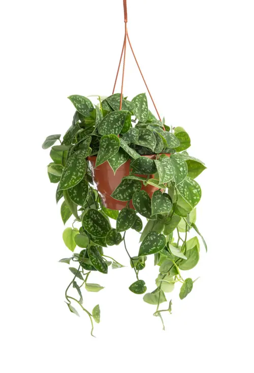 Pothos Pictus argenté. La suspension Ø 17 cm