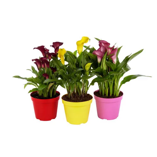 Arum couleur. Le pot de 1 litre