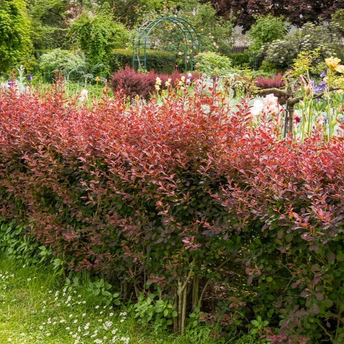 Haie de Berberis rouges Berberis thunbergii Atropurpurea