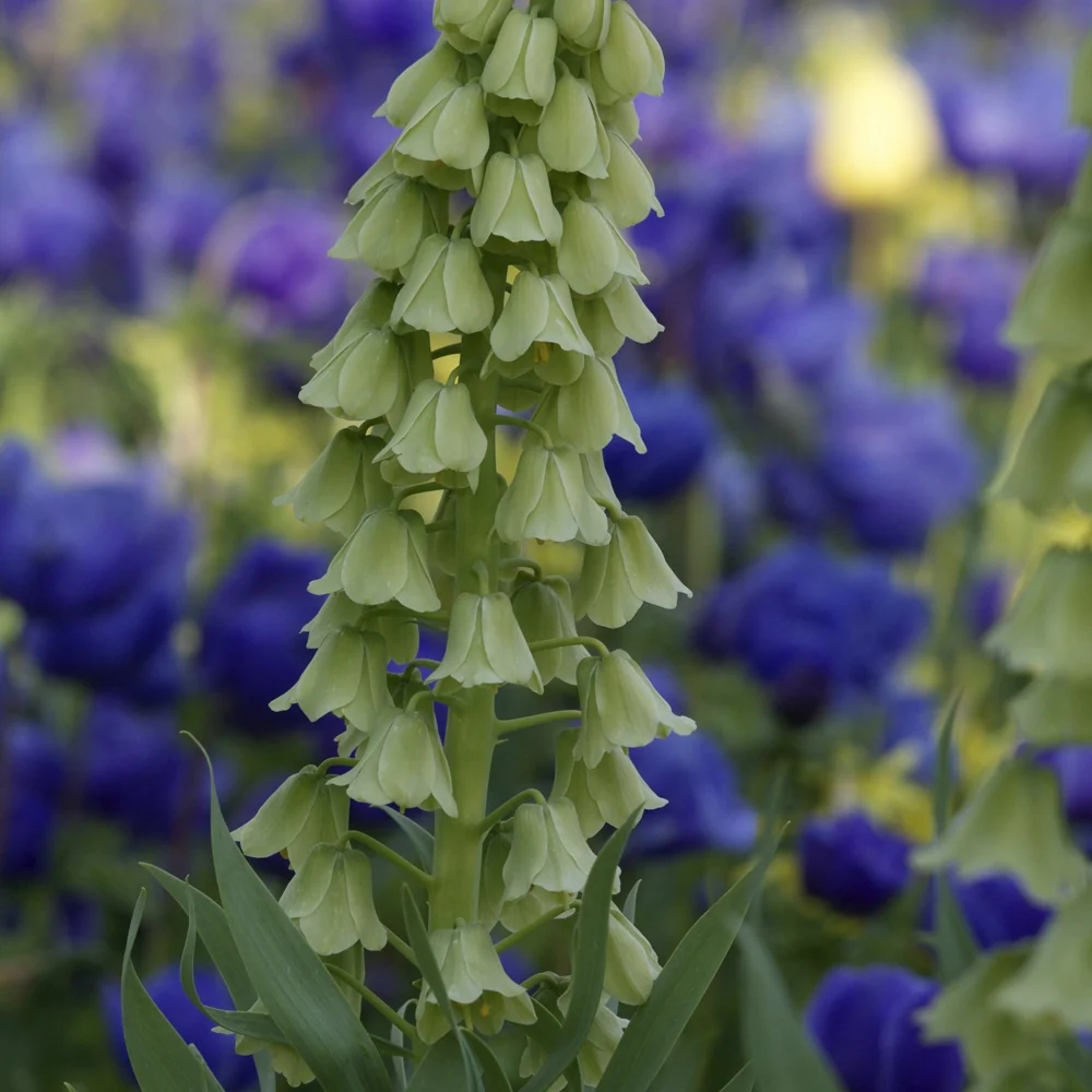 Fritillaire de Perse Ivory Bells Fritillaria persica 'ivory bells'