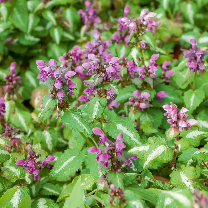 Lamier tacheté Roseum Lamium maculatum Roseum