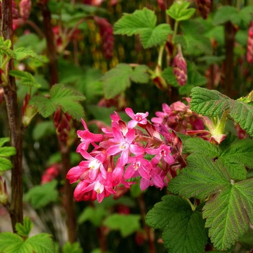 Groseillier à fleurs King Edwards 7. Le pot de 15 litres