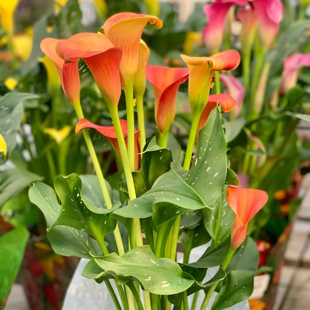 2 Calla Peach Pearl Canna Peach Pearl