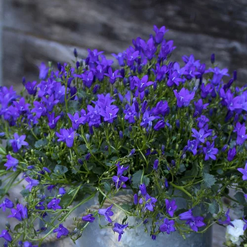 Campanule Intense Purple Ambella® - Le pot de 1 litre