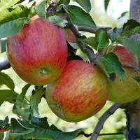 Pommier Elstar coloris rouge - 35 L