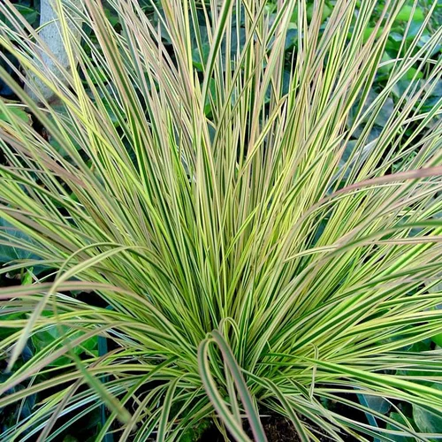 Calamagrostis Herbe Aux Diamants - Le pot de 2 litres