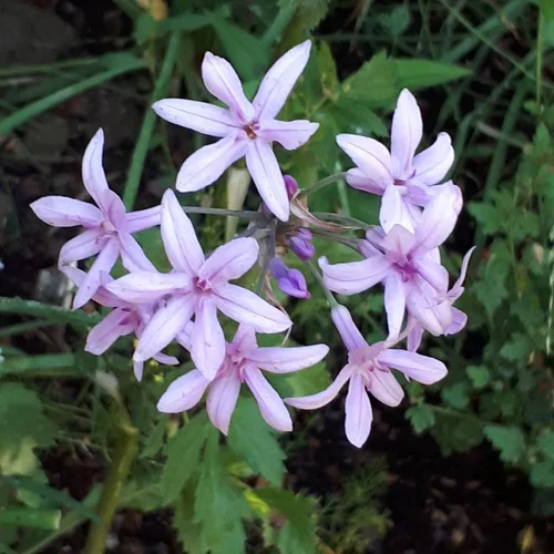 Tulbaghia Kilimanjaro - Le pot de 2 litres