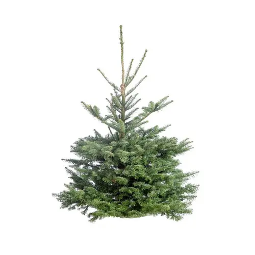 Sapin de Noël naturel coupé Nobilis - de 125 à 150 cm