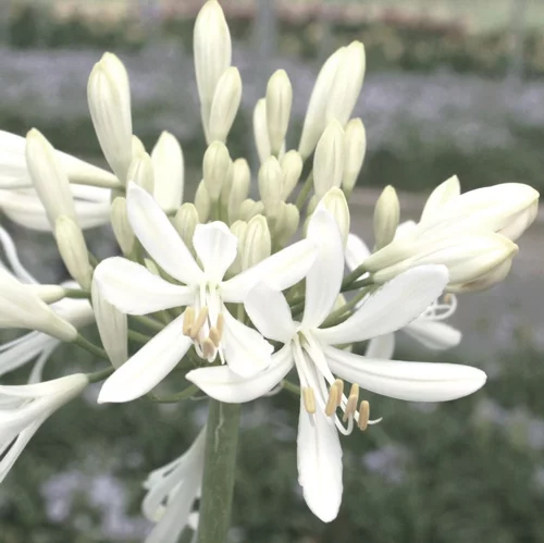 Agapanthus X Kilmurry White (Blanc). Le pot de 1 litre