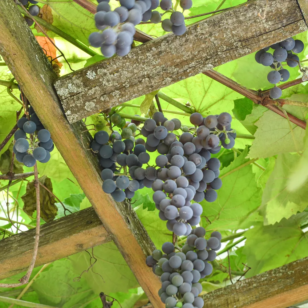 Vigne Isabella Vitis vinifera Isabella