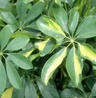 Schefflera. Le pot de Ø 6 cm