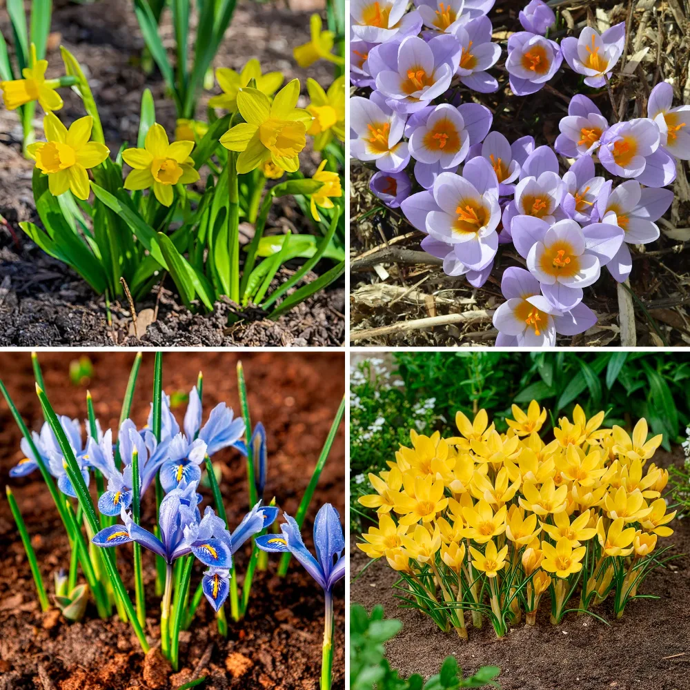 50 bulbes mellifères jaunes et mauves Crocus Firefly, Romance, Iris Alida, Narcissus Tête à tête