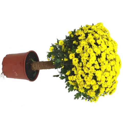Chrysanthème multifleurs tige - Le pot de 4 litres