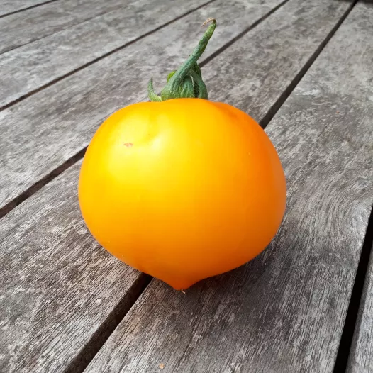 Biologische zaden van Tomaat Teton de Wepion
