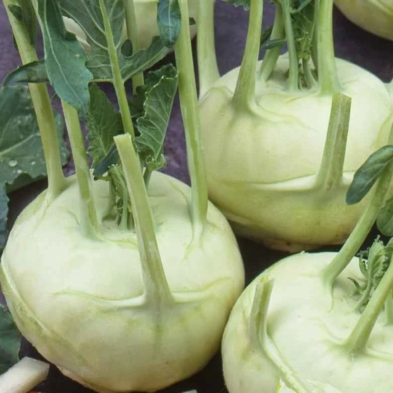 Chou-rave blanc Lanro Bio Brassica oleracea lanro