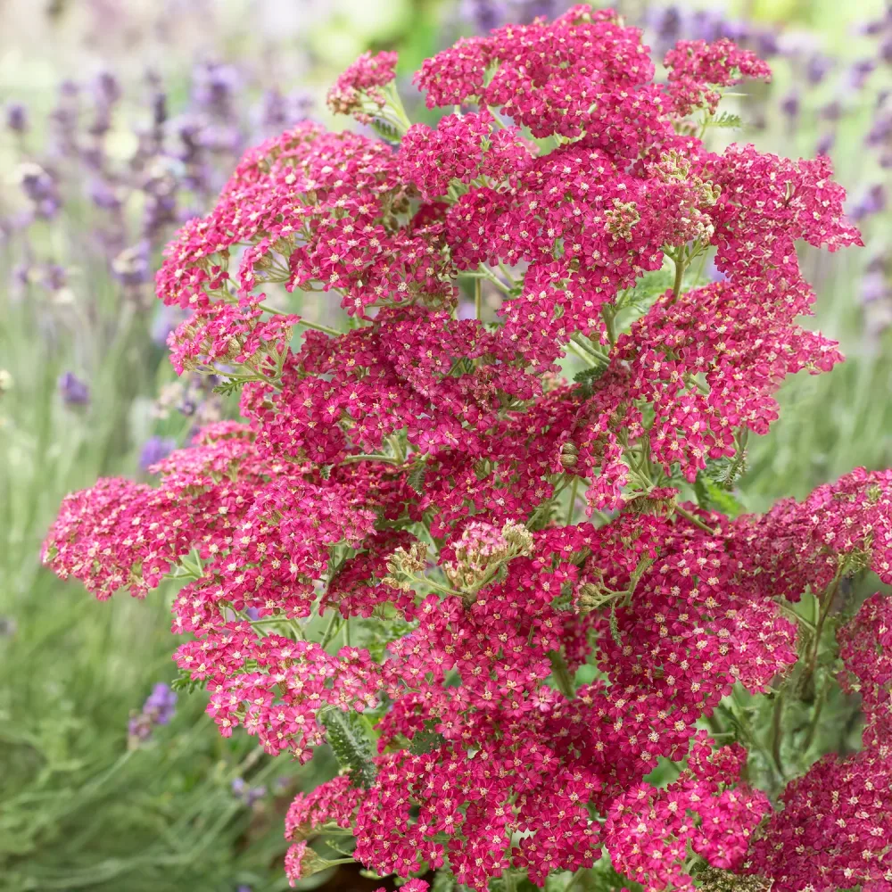Achillée millefeuille Excel Achillea millefolium Excel