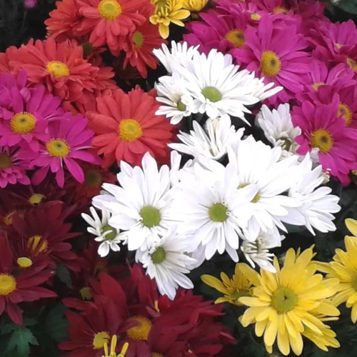 Chrysanthème américain multicolore ou Marguerite d'automne à fleurs multicolores - La coupe Ø 27 cm