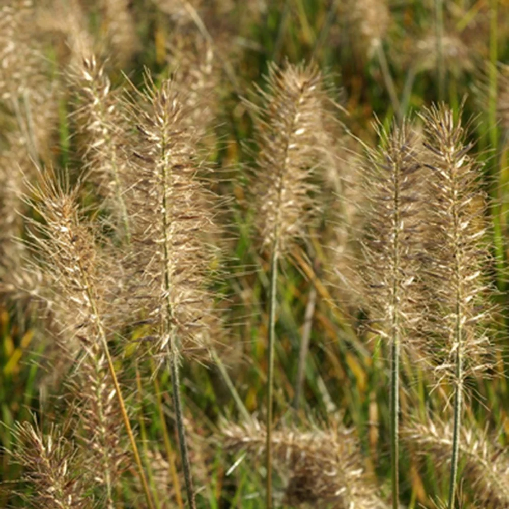 Herbe aux écouvillons Little Bunny - Pennisetum Pennisetum alopecuroides Little Bunny