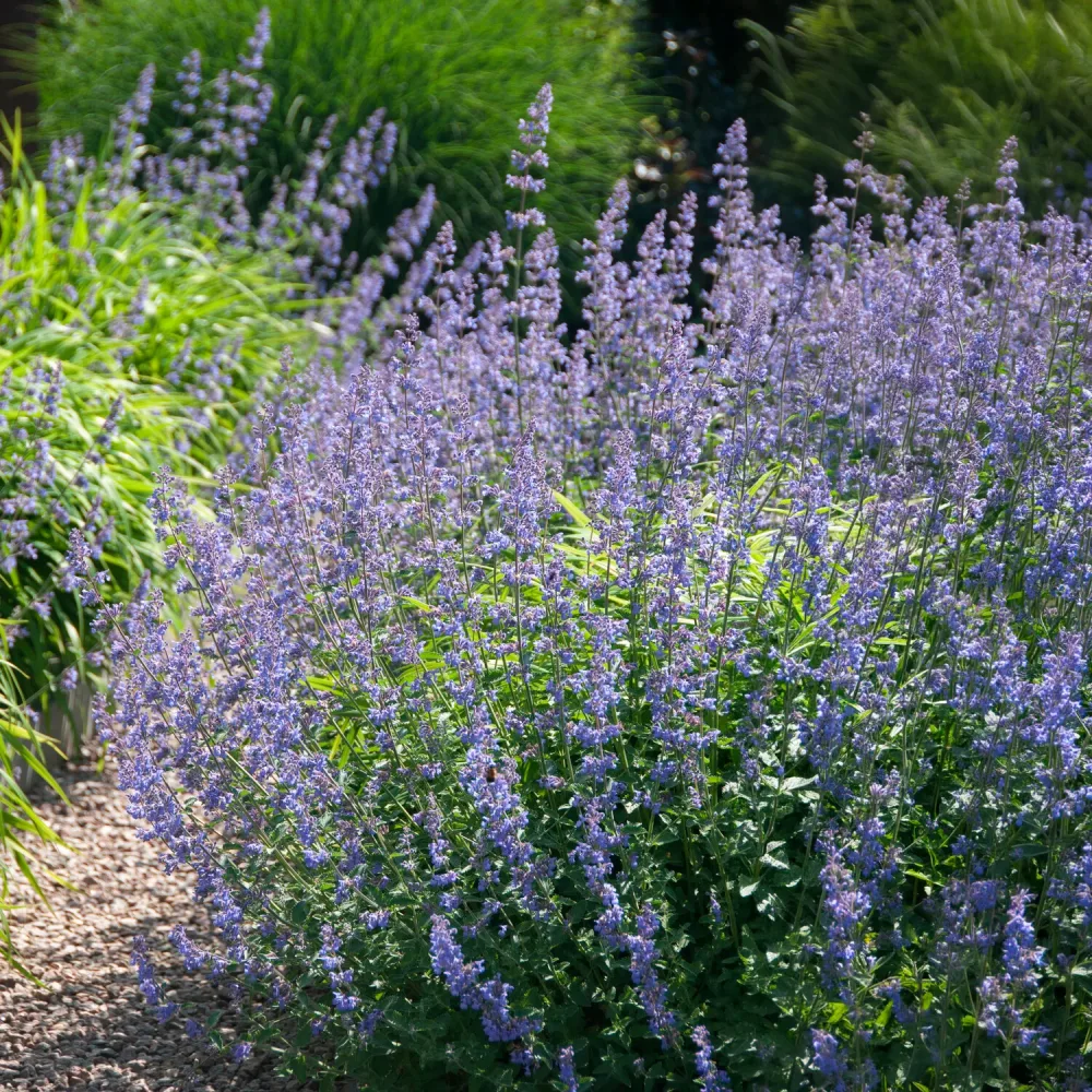Nepeta Six Hills Giant Nepeta faassenii six hills giant