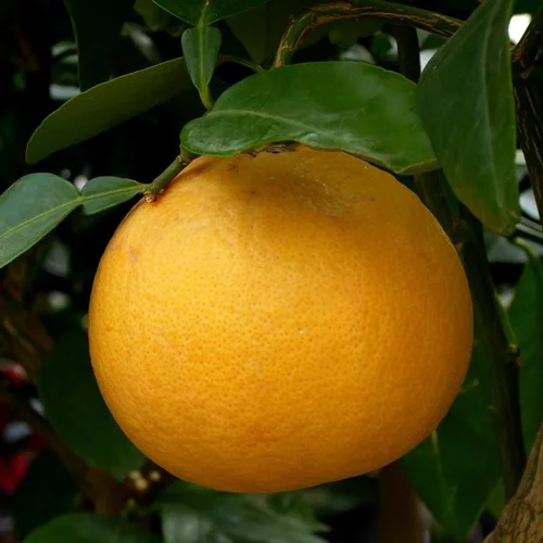 Pamplemoussier. Le pot de 5 litres