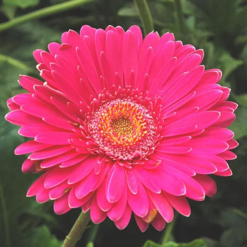 Gerbera à fleurs multicolores - Le pot de 3 litres