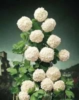 Boule de neige (Viburnum Opulus Roseum) 60/80. Le pot de 7,5 litres