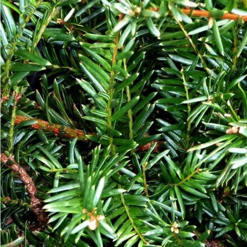 Taxus Baccata David en pot de 5 L