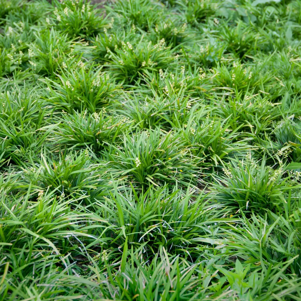 Ophipogon Ophiopogon planiscapus
