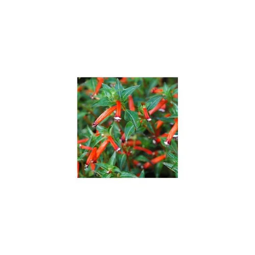 Cuphea Ignea - Le pot de 2 litres